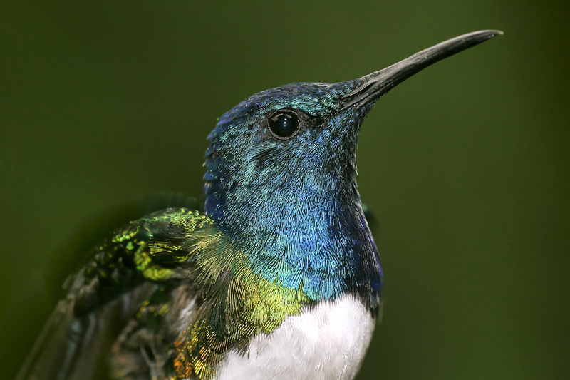 Close-up of a hummingbird with a shiny turquoise head and green body against a blurry dark green background.