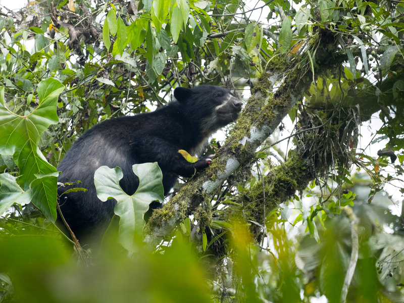 A small black bear perched on a mossy tree branch.