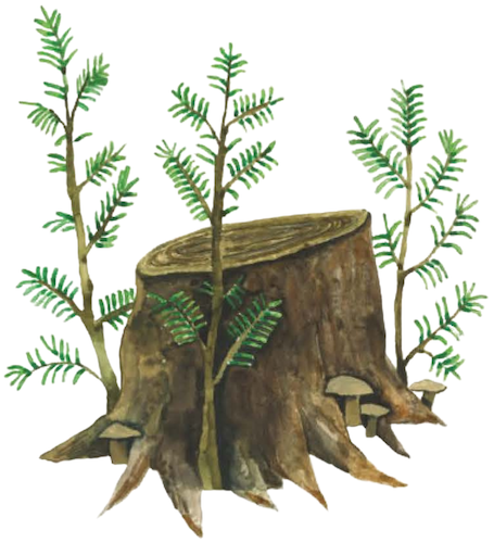 An illustration of a tree trunk surrounded by greenery, from "The Uncommon Book of Prayer"