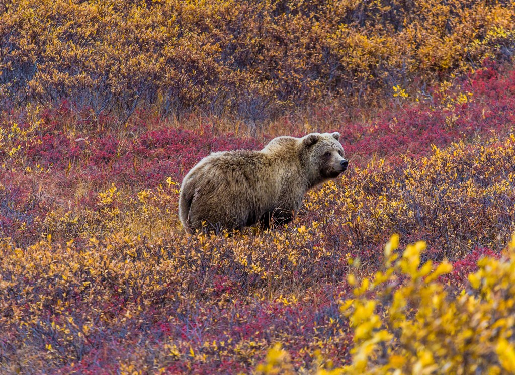 A brown grizzly bear standing in a field of colorful yellow and red bushes.