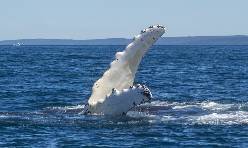 Image of a humpback whale fin sticking out of dark blue ocean.